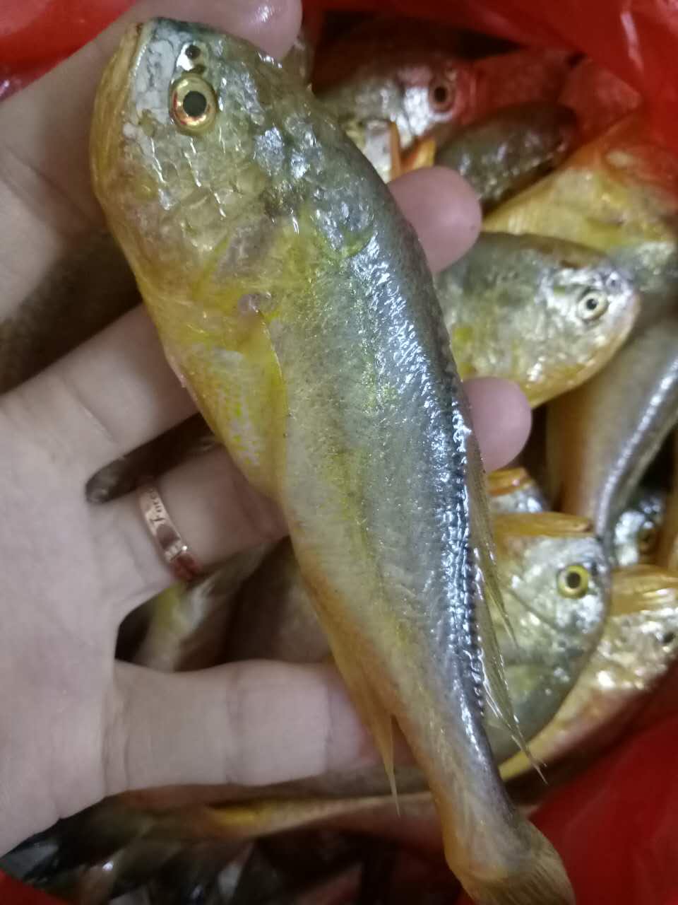 东海野生梅童鱼新鲜野生大头子梅鱼梅子鱼小黄鱼温州子梅鱼鲜活水