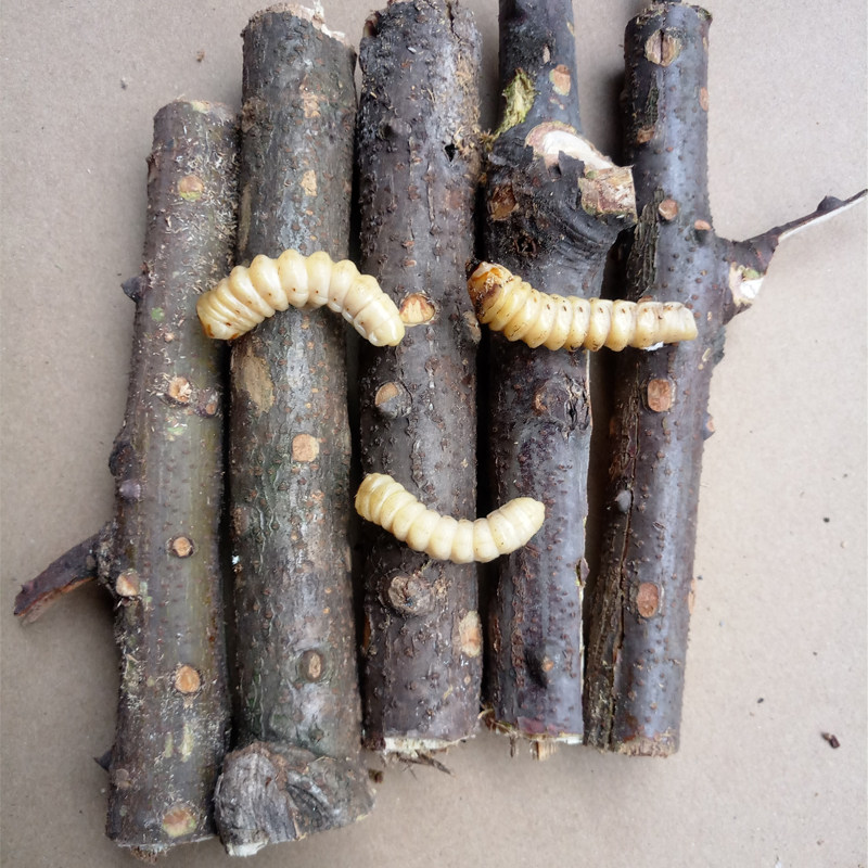 野生米虫蛀虫活体黄寮狼虫鸟不踏刺倒督黄狼虫其他药食同源食品