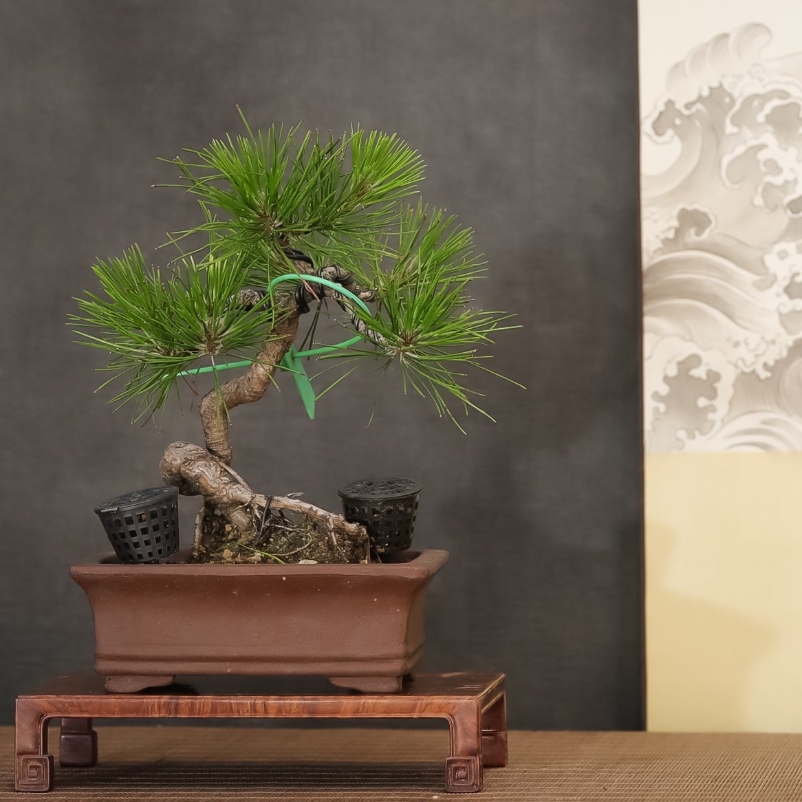 黄山松小盆景树龄7年人工培育已爆皮新手入门松树万松草堂