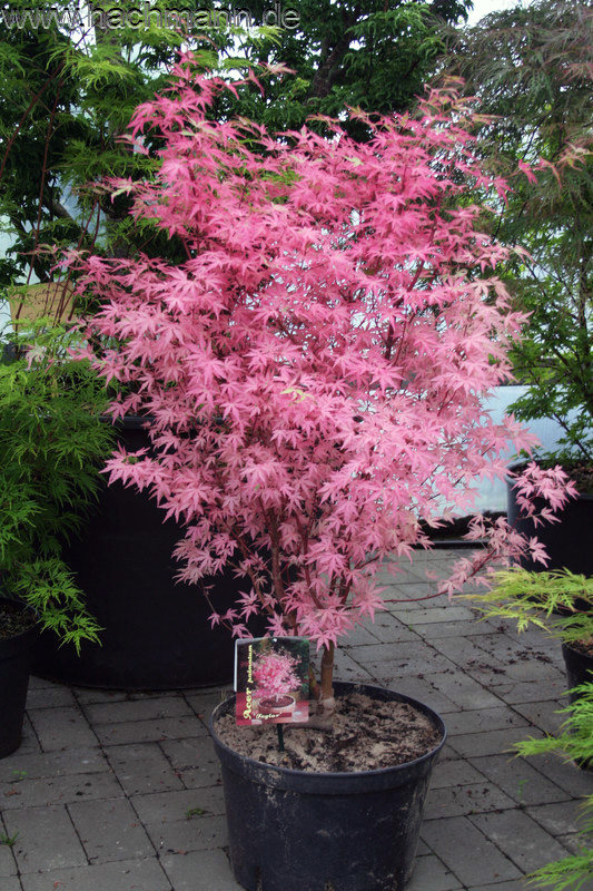 日本枫树泰勒粉红红枫盆景盆栽地栽花园植物行道树