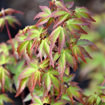 00:00紫清姬 枫树盆栽红枫树苗庭院树彩叶日式花园阳台植物日本枫美景