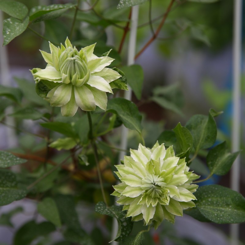 阳台盆栽绿植风之森林铁线莲早花组瓣花多季花苗时令草本花卉
