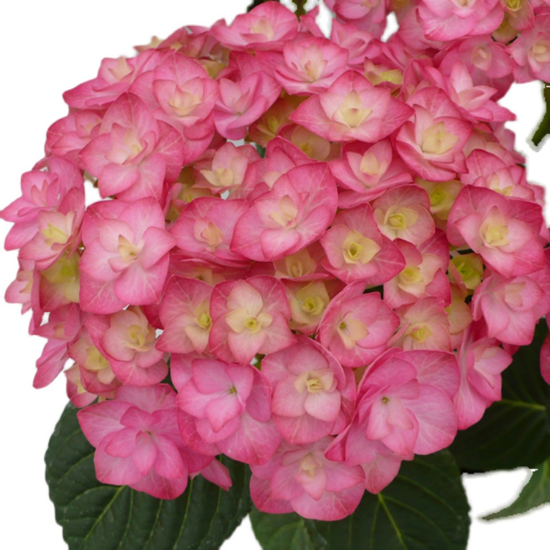 艾薇薇塔绣球花苗盆栽庭院花卉植物冬季耐寒观叶