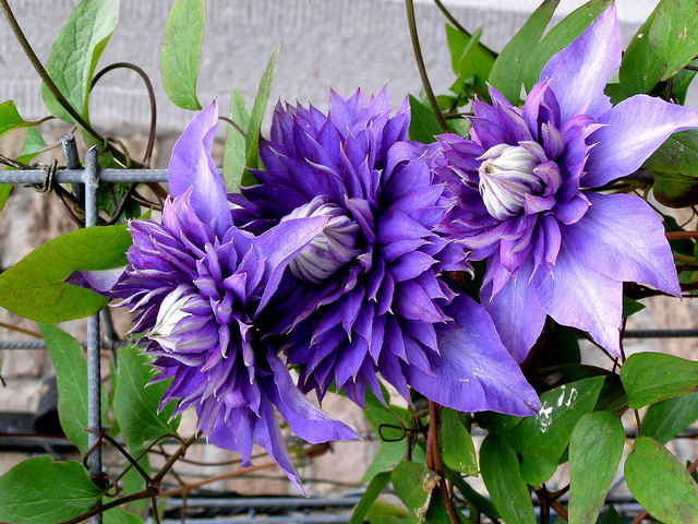 美景无边 铁线莲 多兰 2年苗 耐热丰花阳台盆栽地栽爬藤庭院花卉