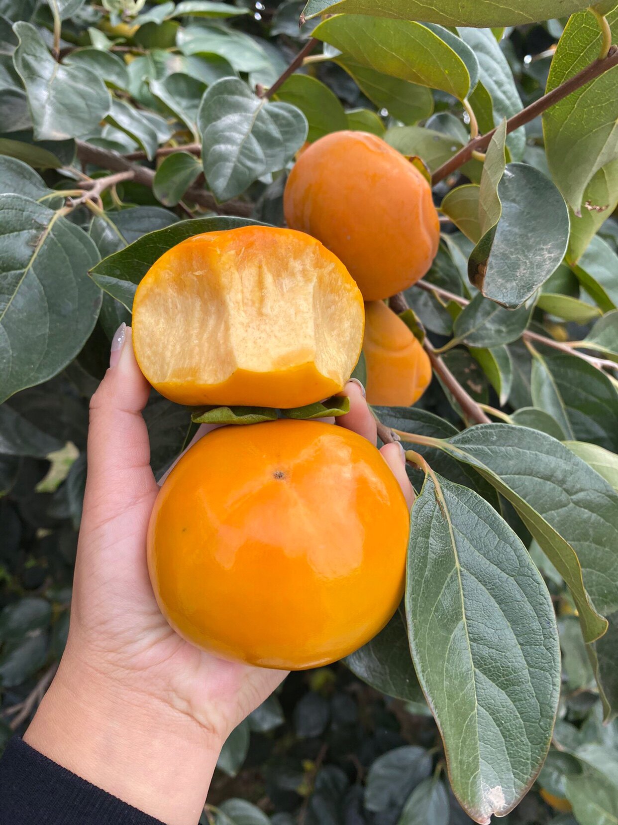 日本本次郎脆柿礼盒装当季树上熟柿孕妇小孩桃