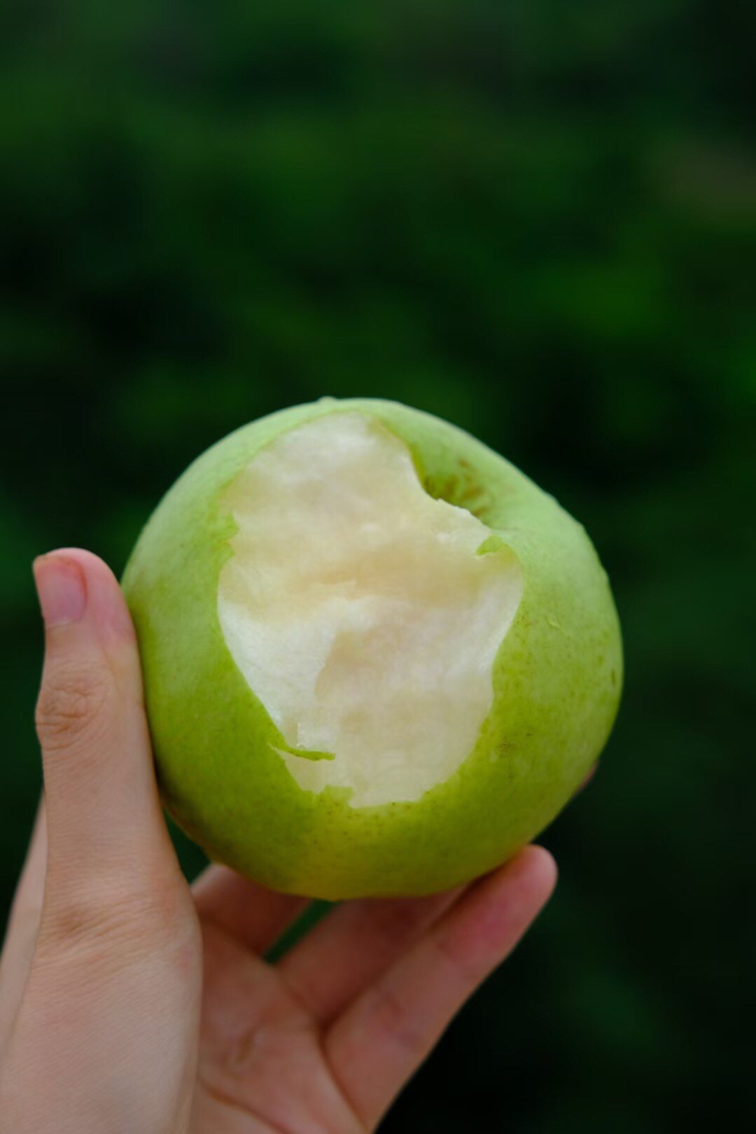 乐至绿宝石酥梨苹果绿皮脆梨新鲜当季现摘水果梨
