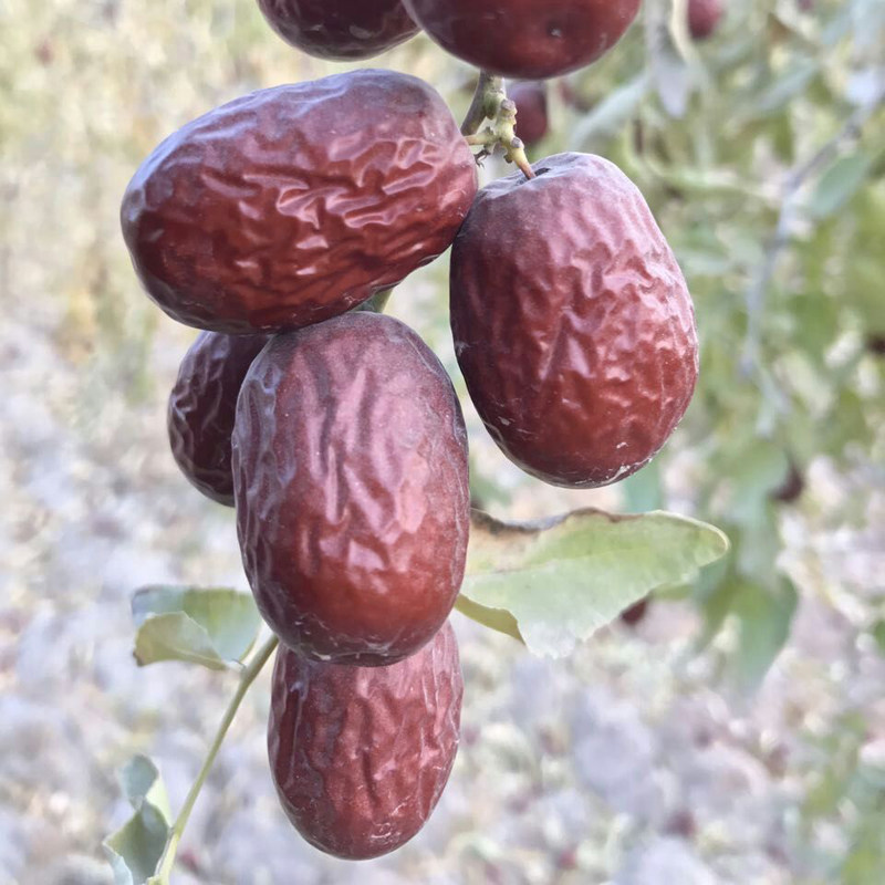 新疆若羌大灰枣新枣楼兰玉枣孕妇零食原生态未清洗2500g大特等