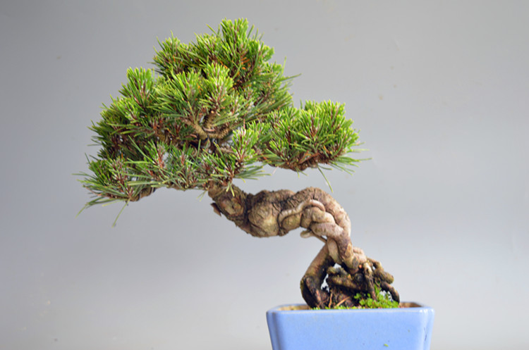 禅意日本进口短针千寿丸黑松微型盆景盆栽实物老桩精品小品绿植