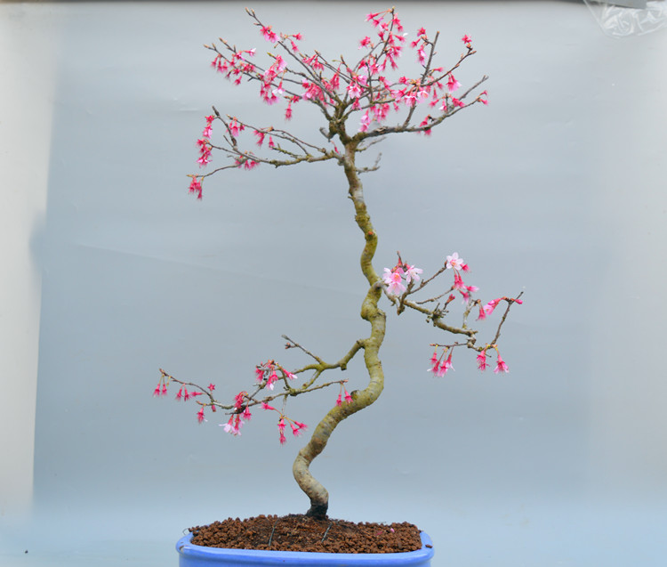 日本樱花盆景盆栽进口进口精品原生小叶花果富士樱绿植绿植