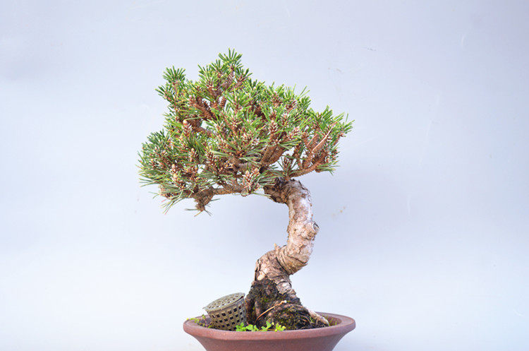 禅意日本千寿黑松微型盆景盆栽实物老桩进口绿植