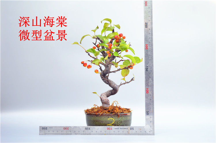 禅意日本深山海棠微型盆景盆栽实物老桩红果原生姬美好花果绿植