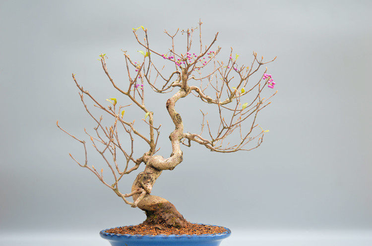 禅意紫珠盆景盆栽实物老桩花果绿植紫式部家居绿植