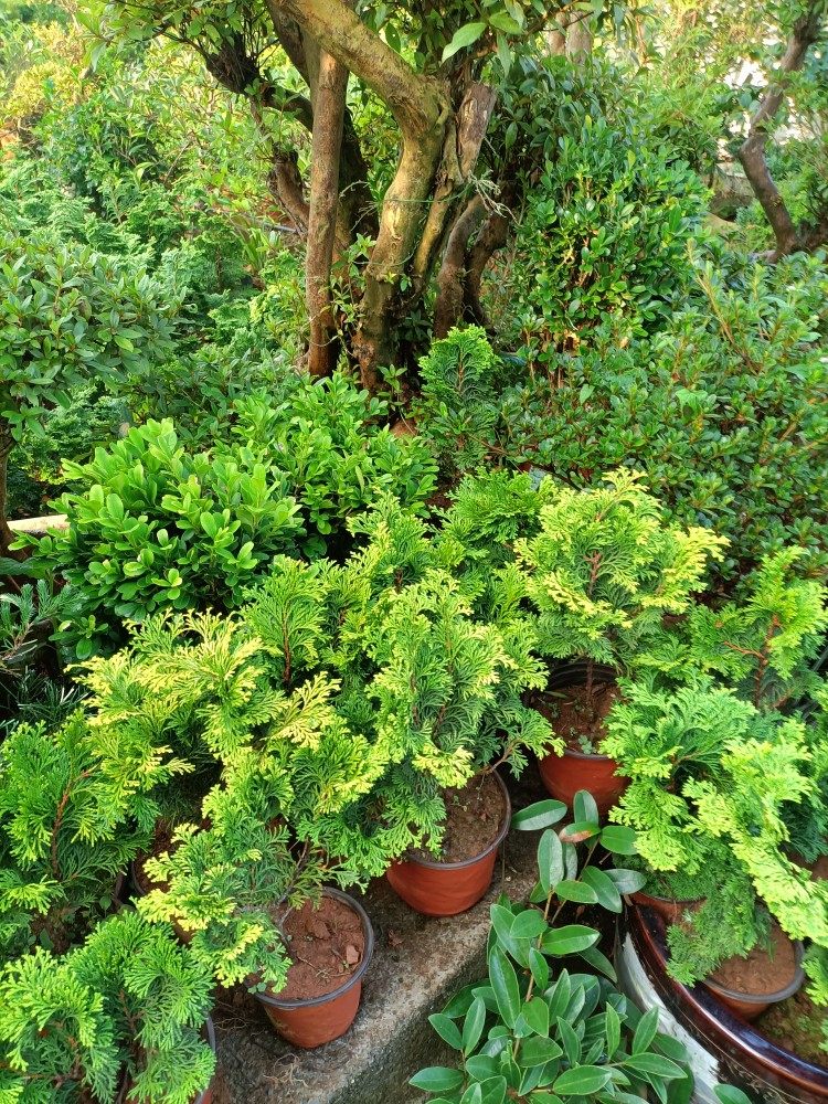 金边片柏盆栽黄金稀有孔雀盆景绿植庭院植物绿植