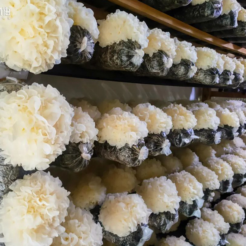 辰颐白木耳6朵480g4朵现摘木耳银耳新鲜物语新鲜银耳