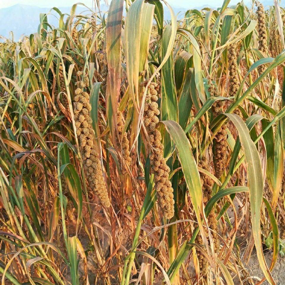 黄谷子粮食八哥谷穗鹦鹉逗鼠仓鼠小米穗鸟黄小米动物保健品