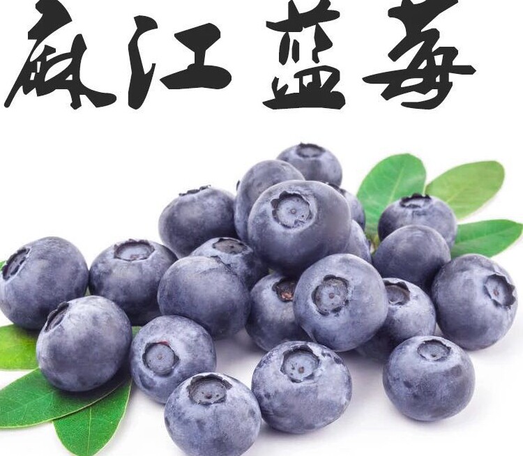 售馨明年5月贵州麻江现摘新鲜蓝莓蓝莓