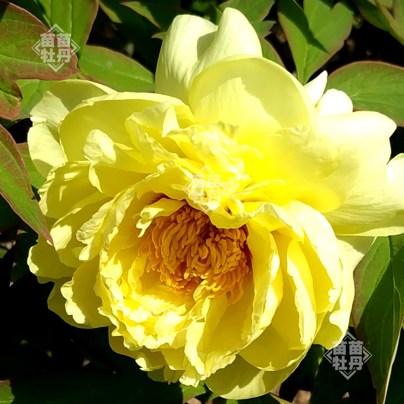 海黄菏泽洛阳牡丹牡丹花花苗国外引进品种包活时令草本花卉