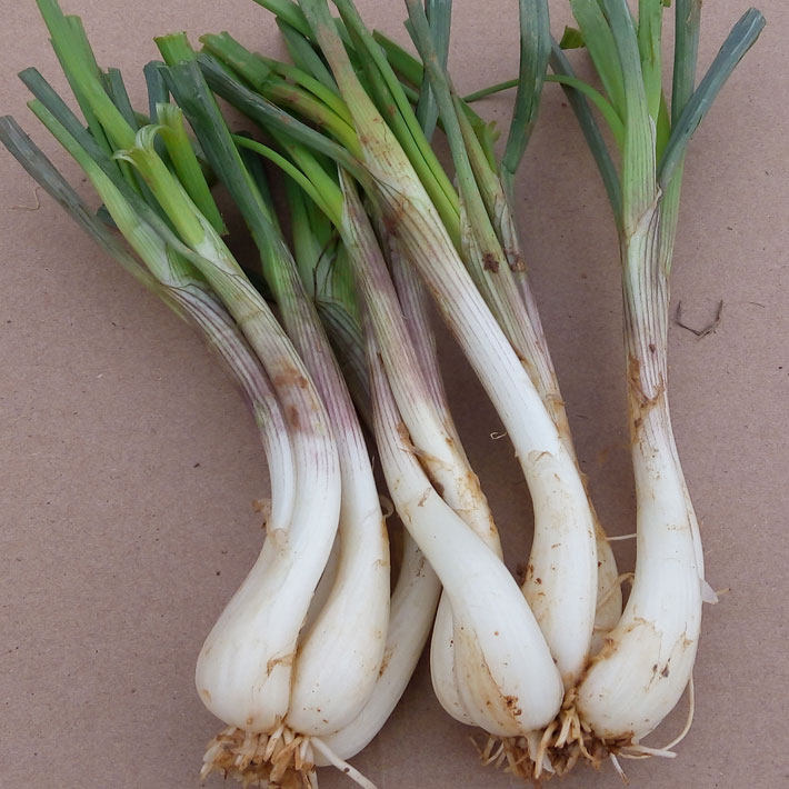 新鲜带叶荞头江西特产 农家新鲜现挖大个茭头茹蔬菜藠头泡菜