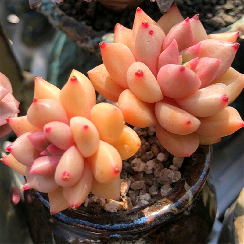 满包邮头大多头老桩群生大盆璀璨超大品种稀有多肉植物