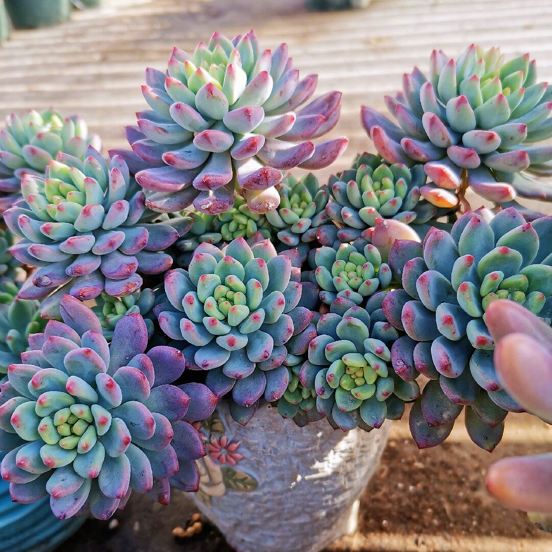 蓝苹果多肉植物稀有冬老桩室内大颗精品好养盆栽肉嘟嘟阳台花卉