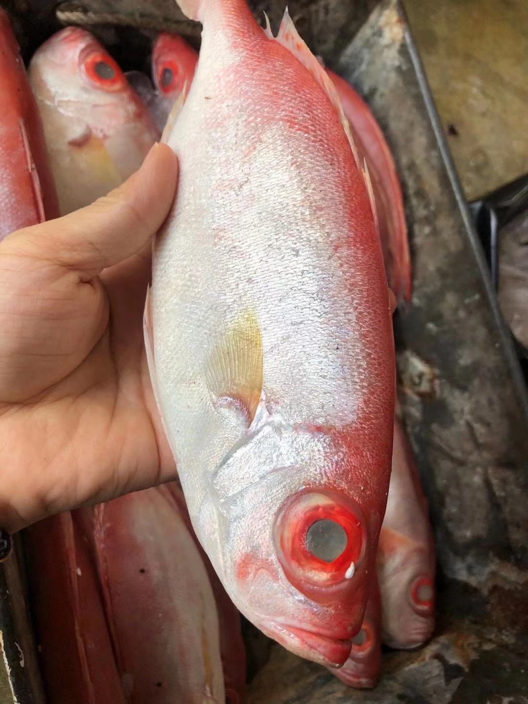 大眼野生新鲜红目鲢鲜红眼红目鱼红目红鸡水产冷冻鱿鱼