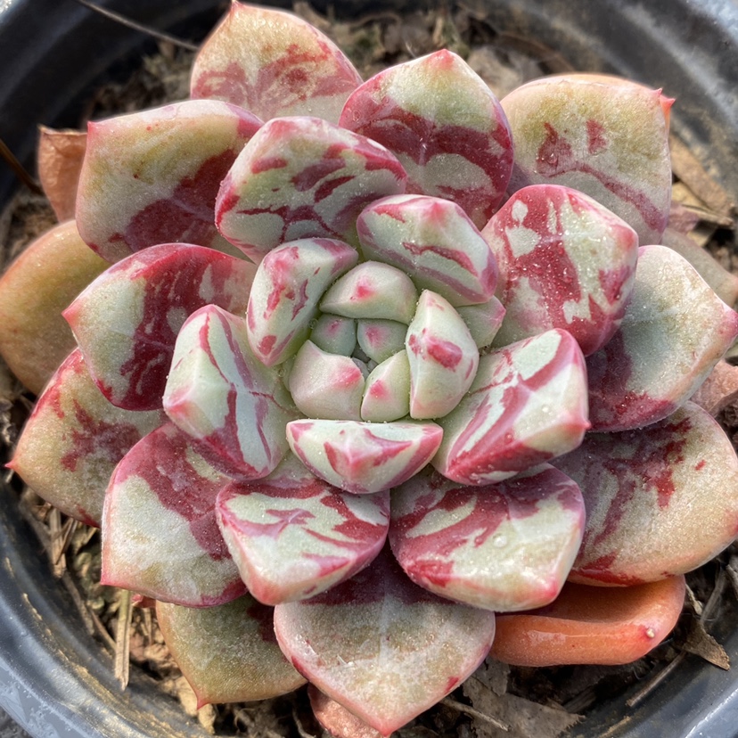 多肉植物血斑回声一物一拍血燕雪狼多肉植物