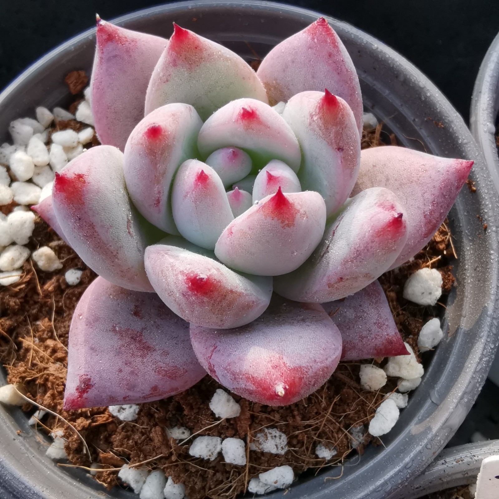 多肉野卡原始卡罗拉精品植物一物一拍雪狼多肉植物