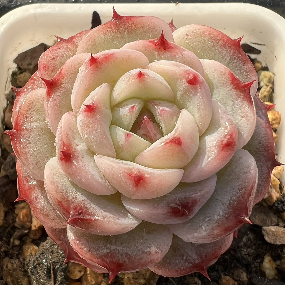 多肉天鹅绒植物一物一拍实图拍摄雪狼多肉植物