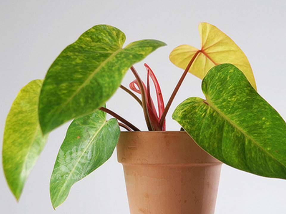 花卉油画女郎蔓绿包邮绿植