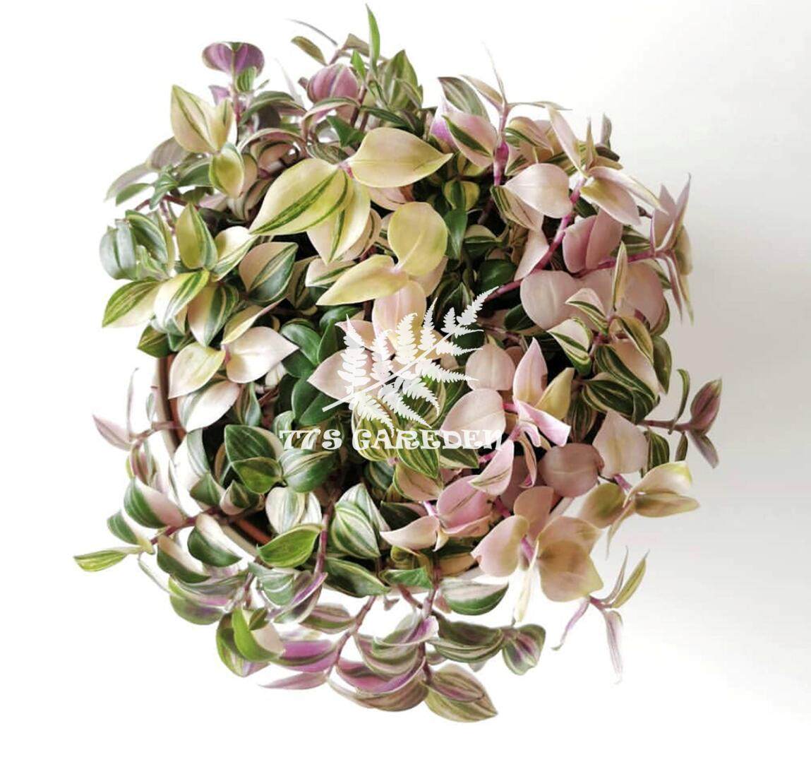 婚礼吊兰锦 油画吊兰 进口植物 12厘米盆栽 包邮 品相很好