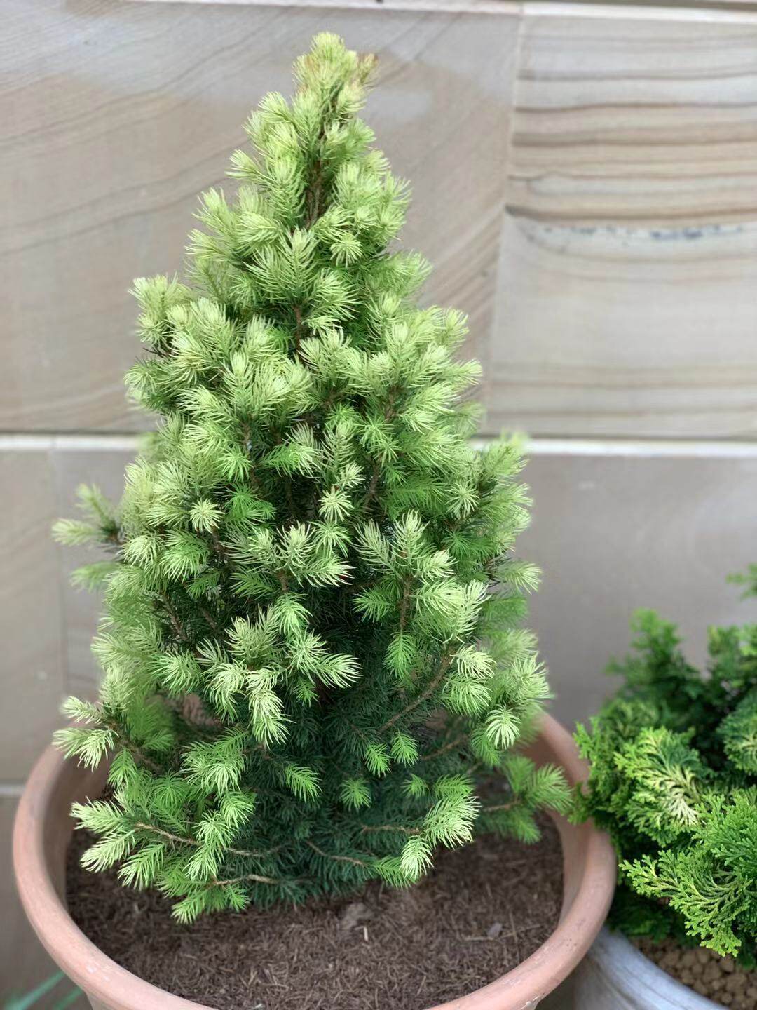 针叶树花卉原盆进口花园植物少见现货顺丰包邮绿植