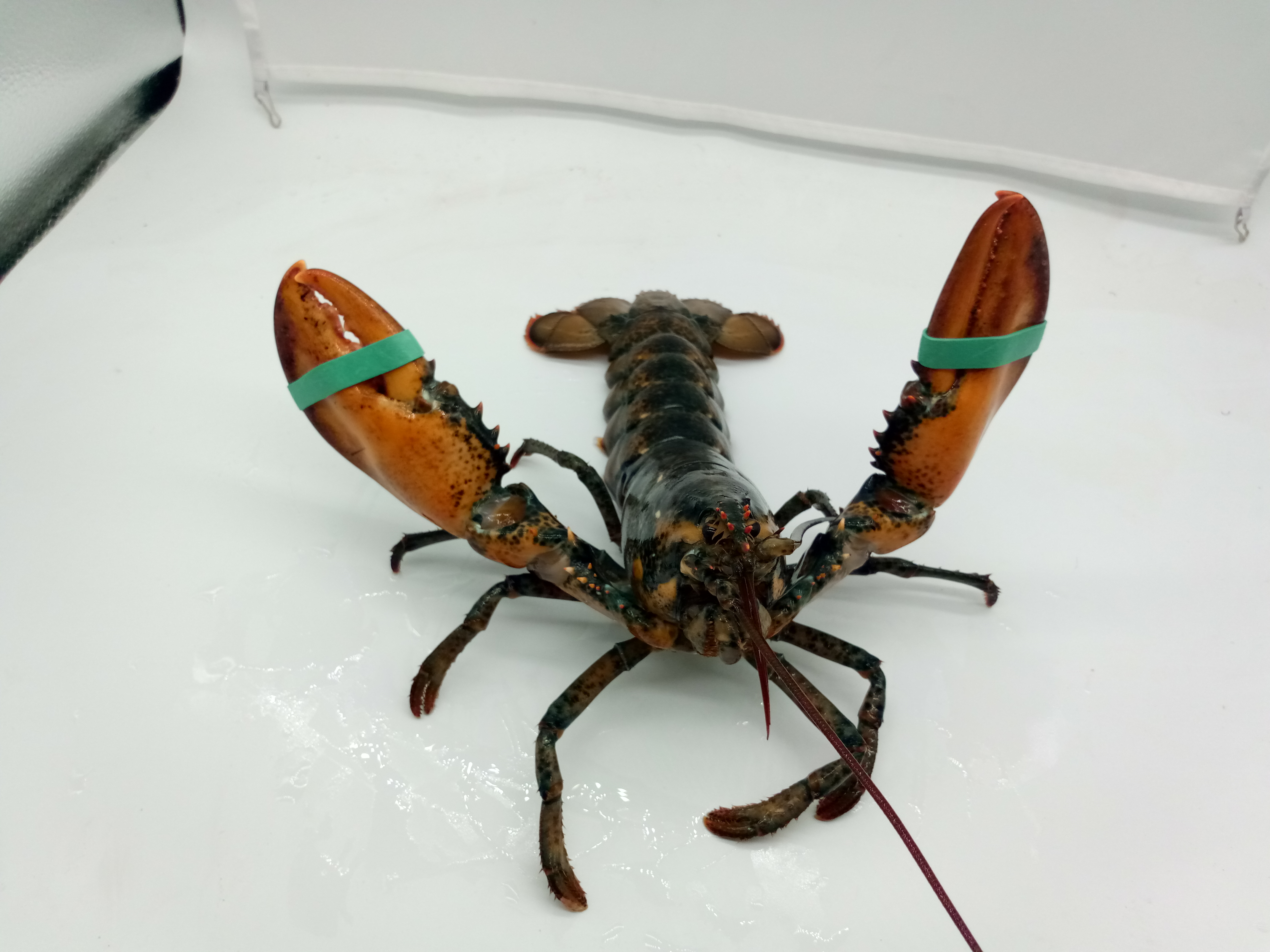 鲜活大龙虾波士顿龙虾大龙虾特大水产鲜活澳洲龙虾