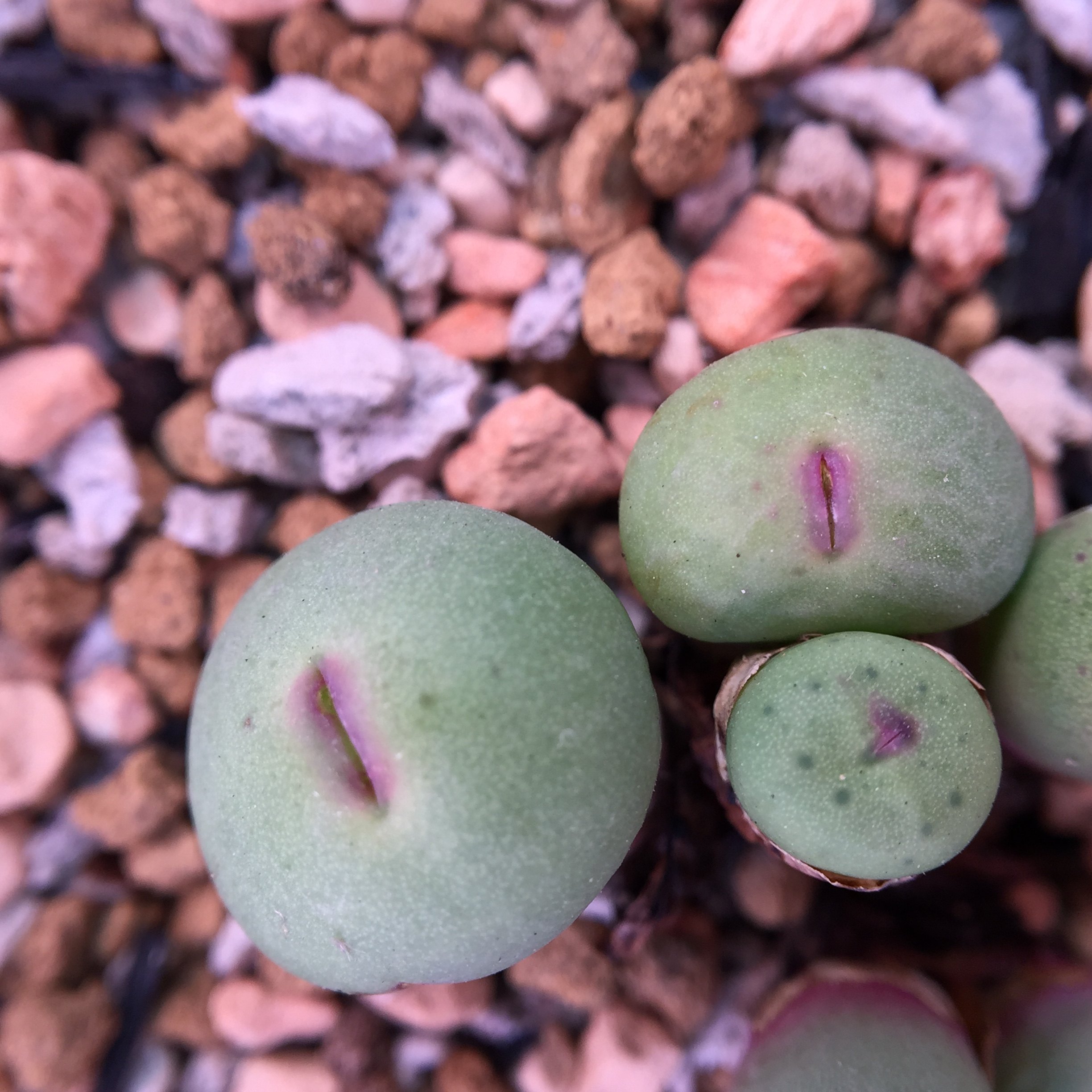 新品上市非洲种源嘟嘟嘴1380b大型红嘴多肉植物多肉植物