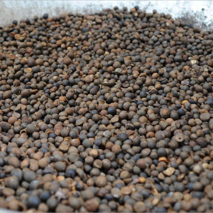 小众新品绿茶籽油好手清爽快速吸收卸妆脸部基底精油