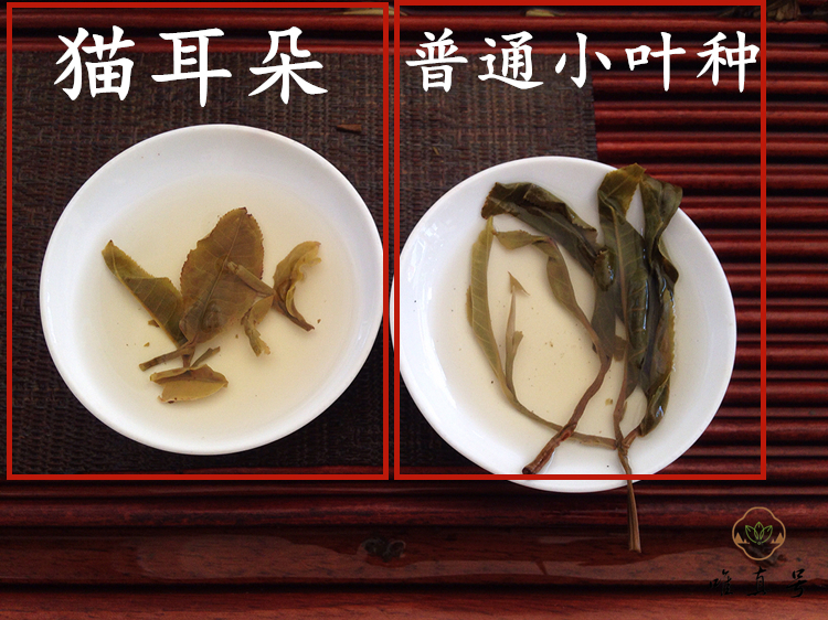 唯真号2020普洱茶易武倚邦头春猫耳朵生茶饼茶古树纯料100克