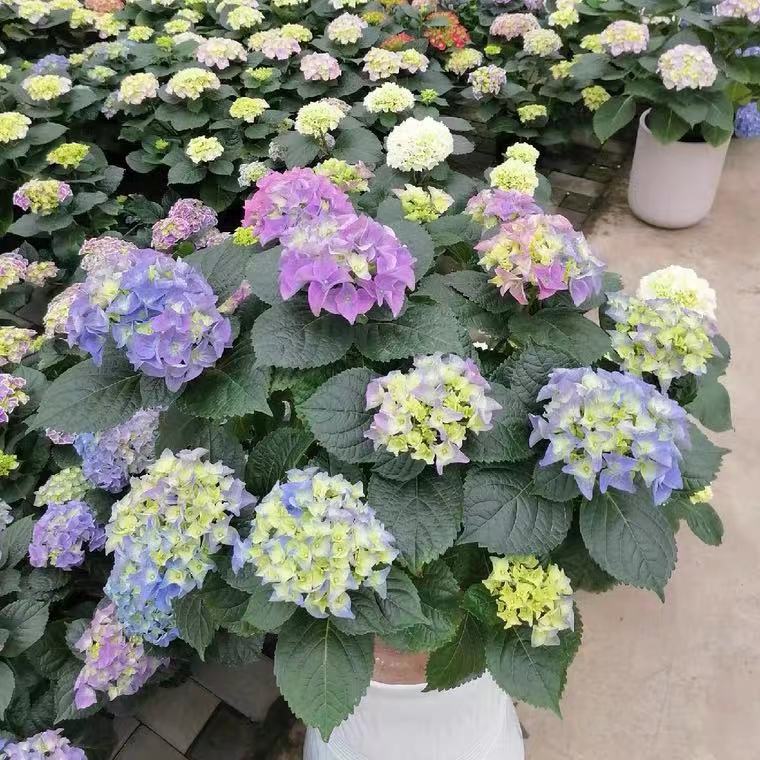 旭裳花卉绣球许愿星卡米拉薄荷拇指爱莎头花盆栽阳台庭院八仙花