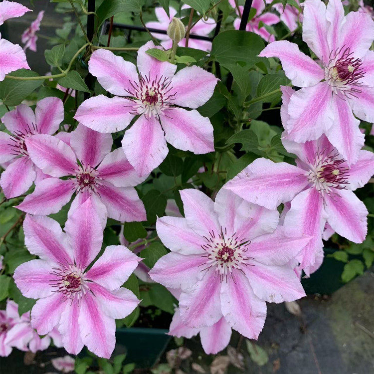 旭裳花卉大道系列铁线莲啤酒故里人乔盆栽阳台时令草本花卉