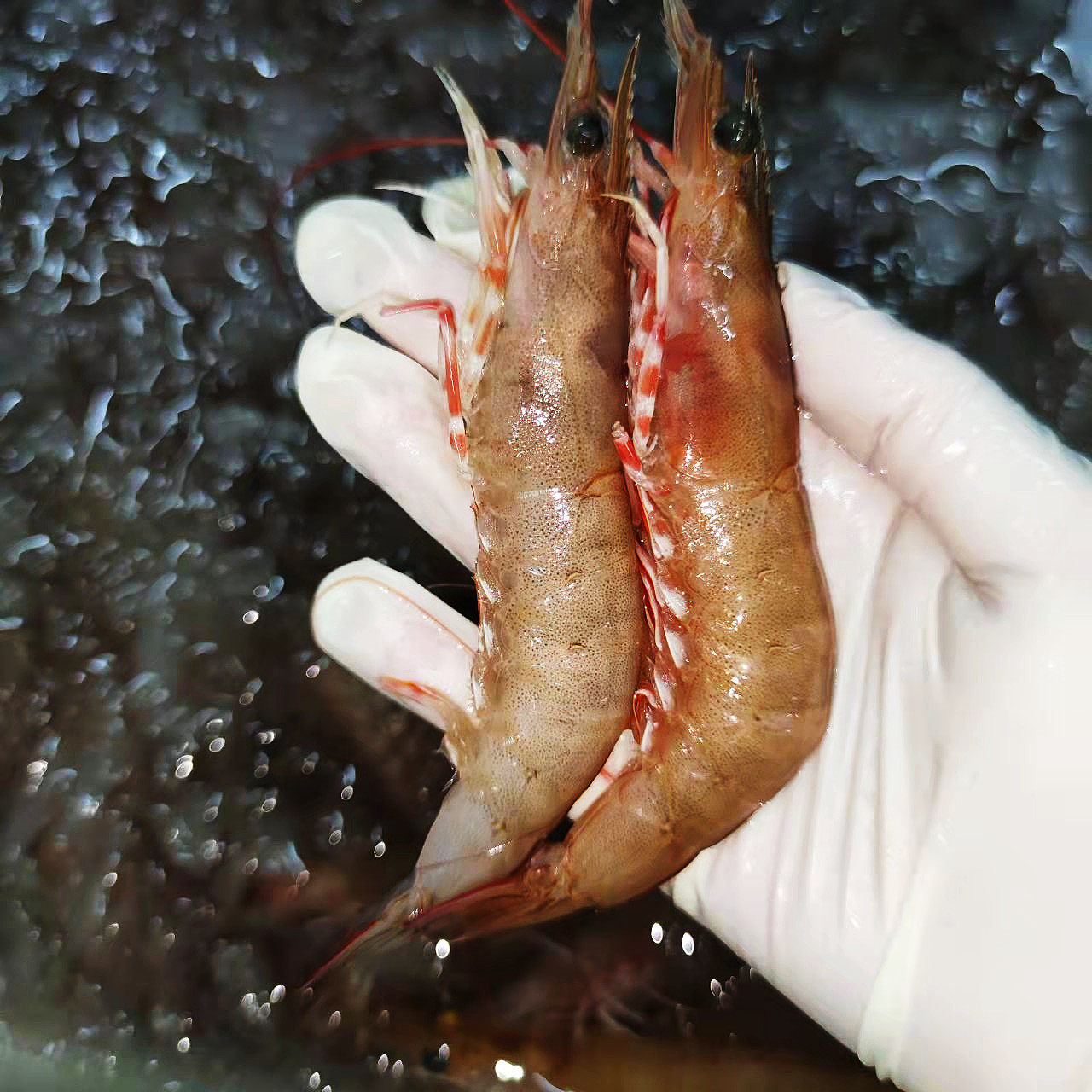 汕尾本港新鲜沙卢青筋卢虾海海虾现捕活虾对虾活虾