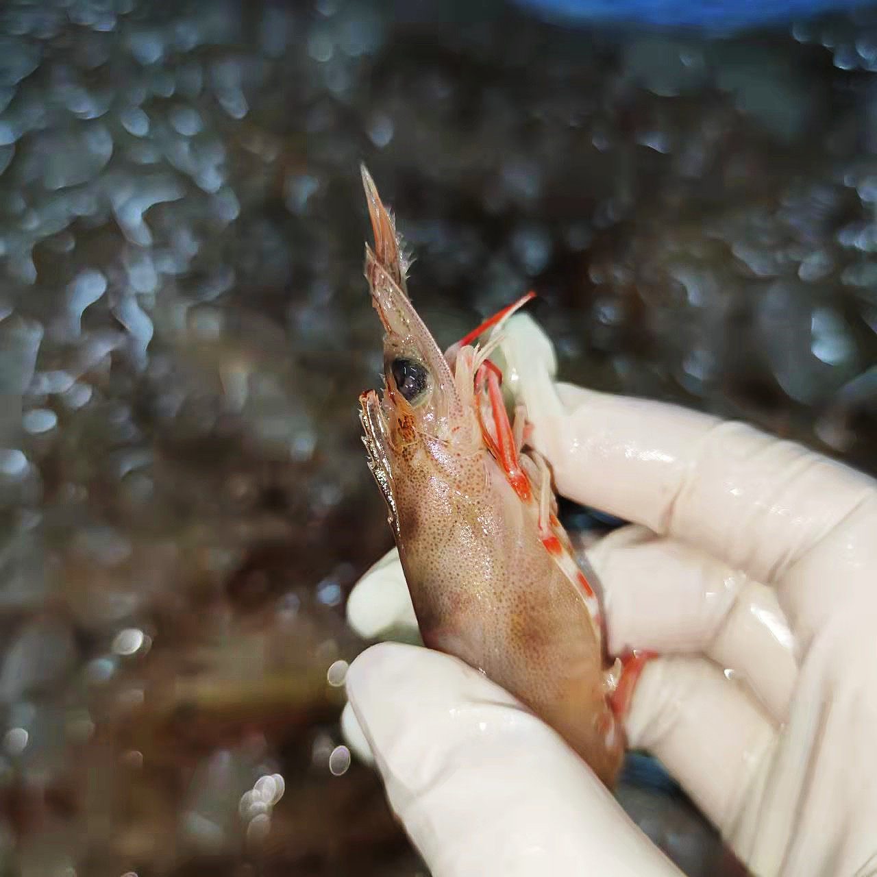 汕尾本港新鲜沙卢青筋卢虾海海虾现捕活虾对虾活虾