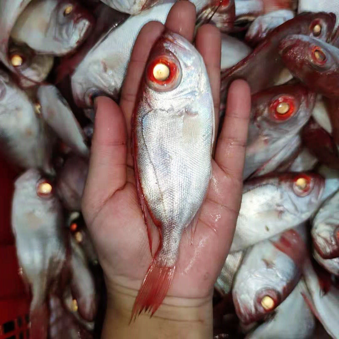 大眼红目汕尾特产小号鲢鱼海海鲜水产鳞红鸡眼其它