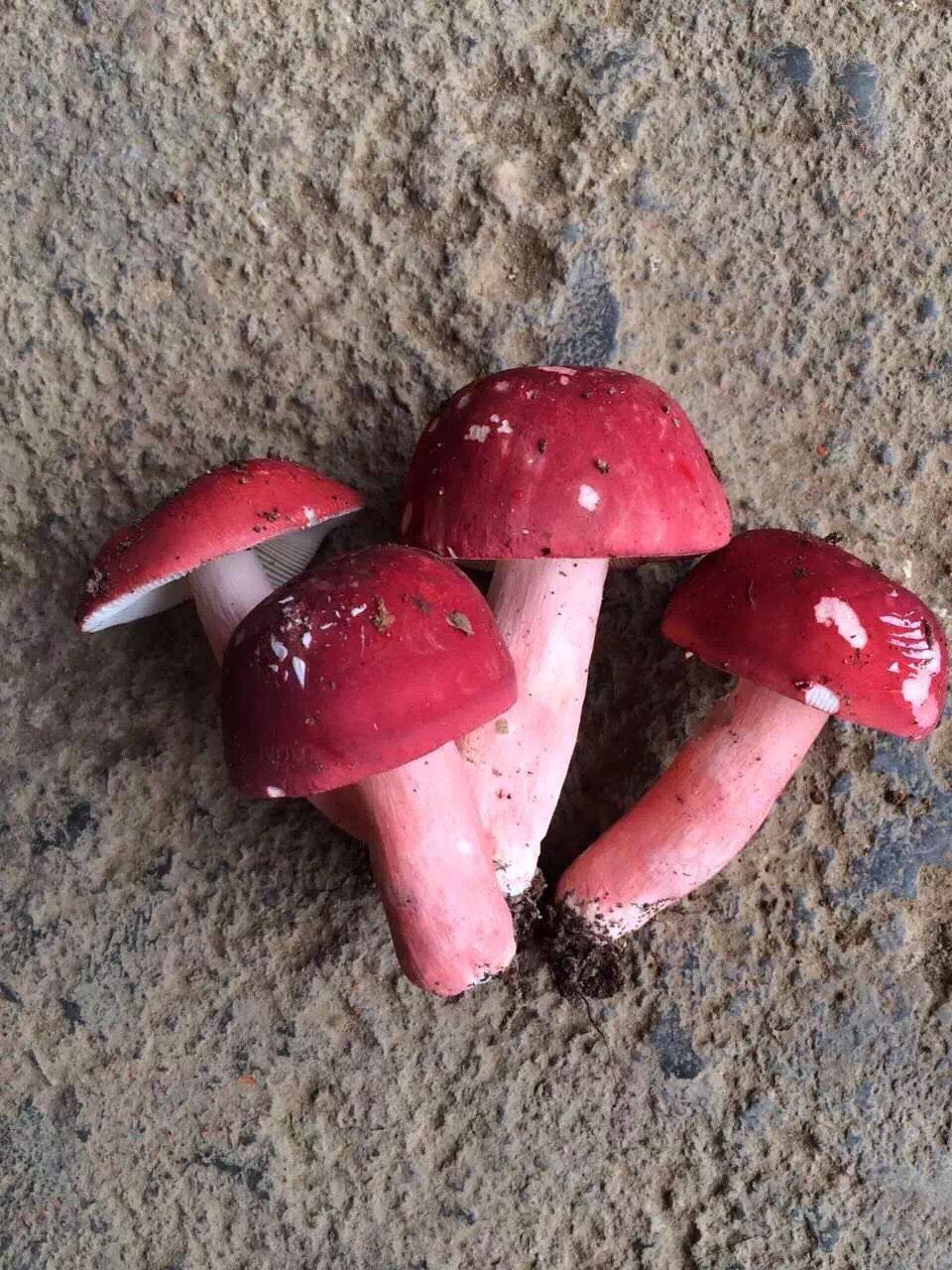 现货新鲜野生青头菌500g 特级小菇云南特产鲜美包邮 野生菌绿头菇