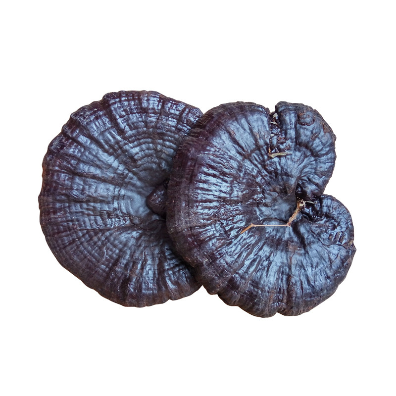 灵芝林芝整枝香不半野野生天然采摘深山500g整枝灵芝