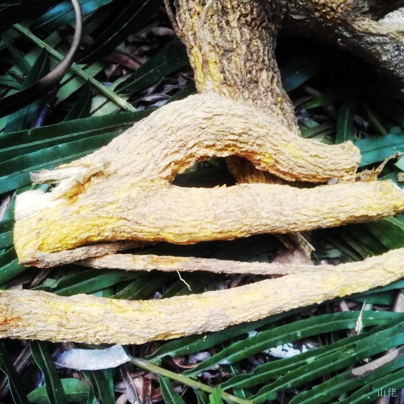 新鲜野生鹰不泊根鸟不树根勒欓根鸡胡欓根刺苍根其他药食同源食品