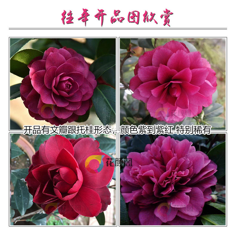 正品名贵海角乐园紫玫瑰茶花盆栽花苞阳台客厅花卉