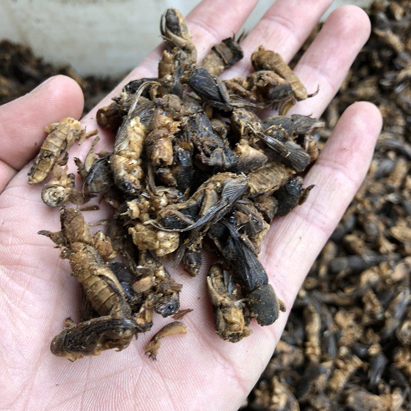 中药材 野生 蝼蛄虫 土狗 正品蝼蛄 干货 新货 地狗 500g克 包邮