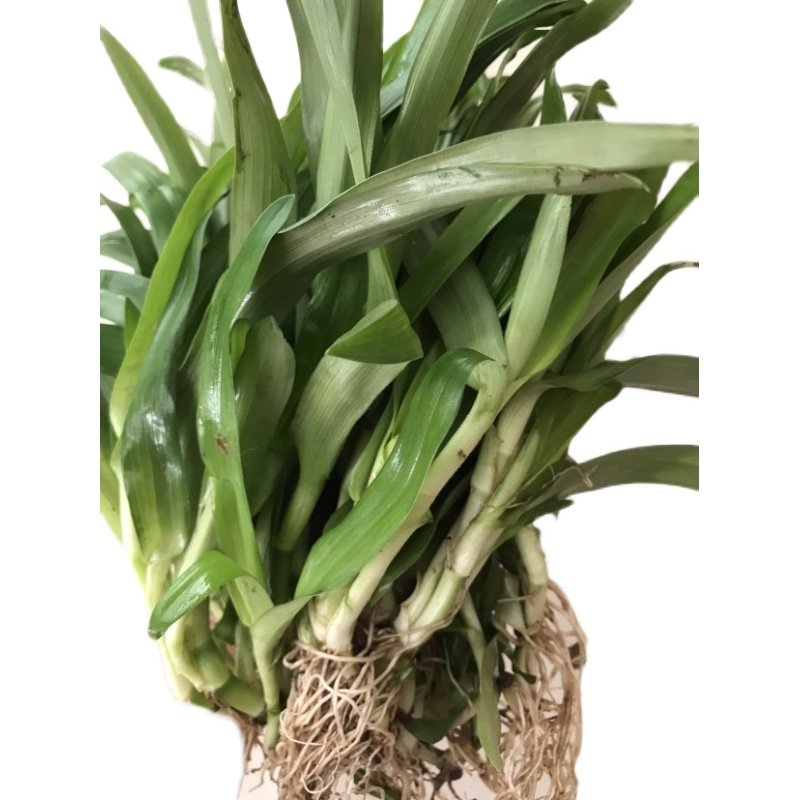 新鲜痰火500克围夹癌草广东猫爪草食食用鸭跖其他药食同源食品