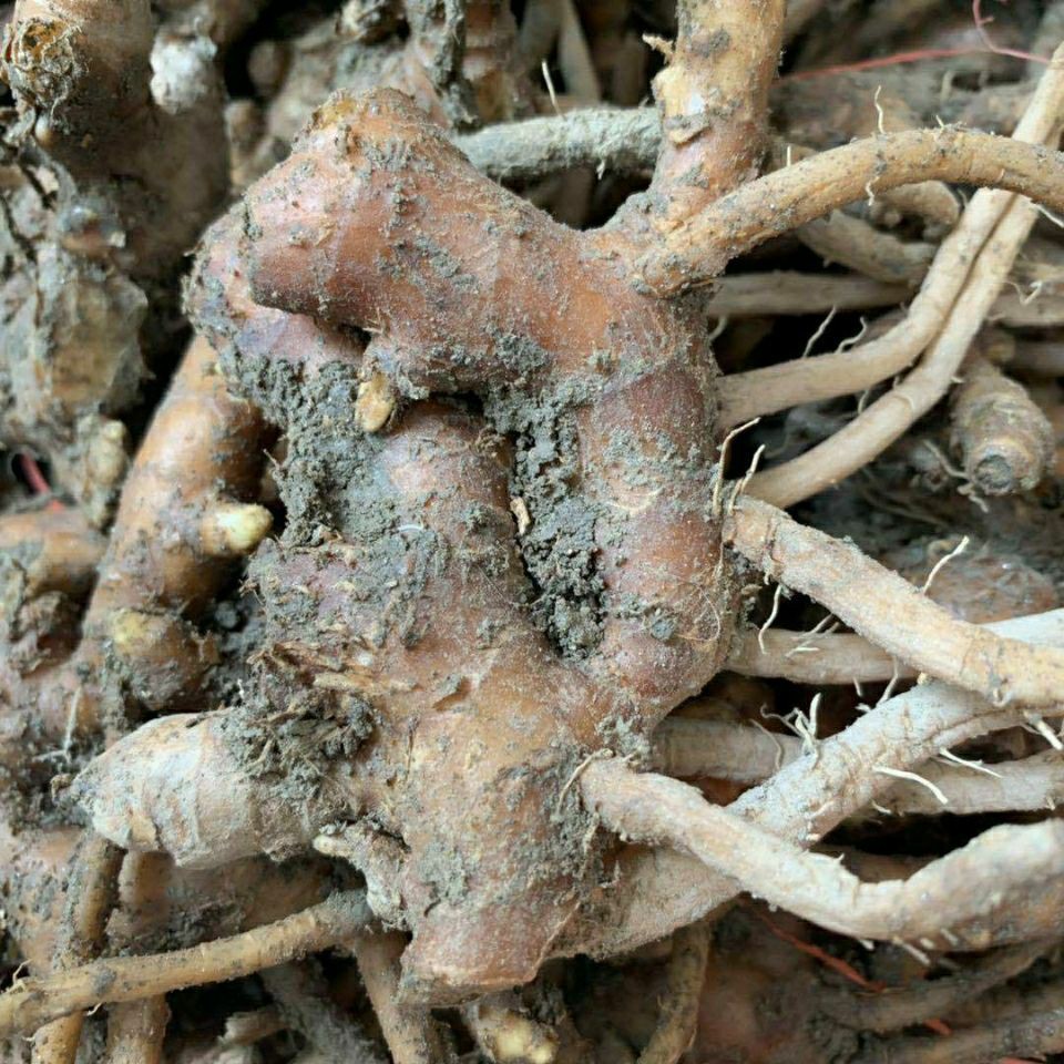 风姜月子食用老姜生姜老生姜红姜阳春春风广东生姜