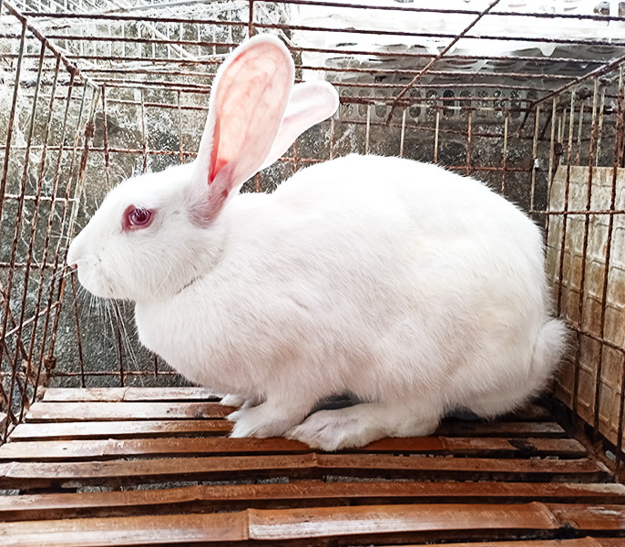 7斤成年种兔繁殖公母一对大型兔子活物比利时兔