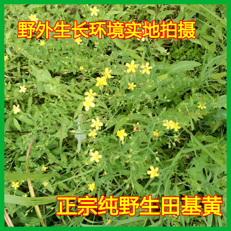 野生田基黄过路黄雀舌草新鲜晒干全草无硫凉茶其他药食同源食品