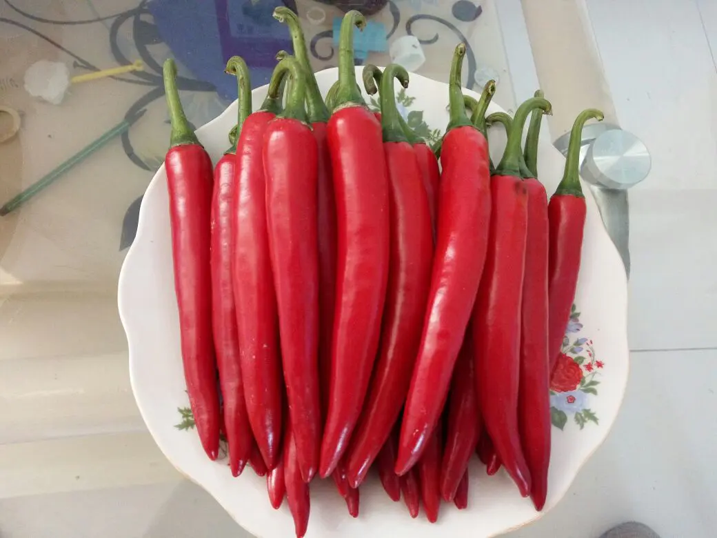 【赵敏帅生鲜】新鲜蔬菜 美人椒 红尖椒 500g 江浙沪皖5件包邮
